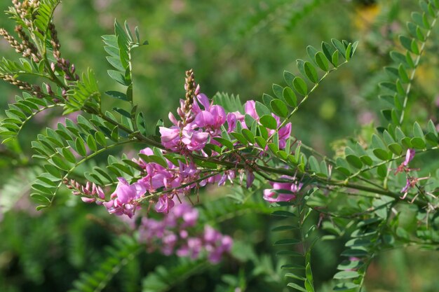 Sommerblumen Nahaufnahme