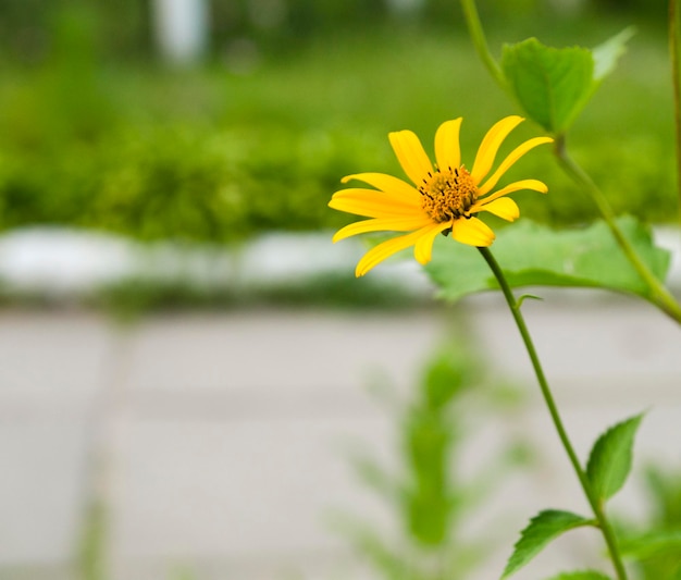 Sommerblumen