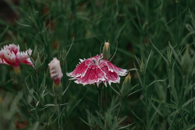 Sommerblumen