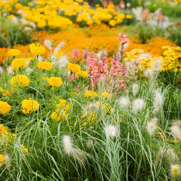 Sommerblumenbeet mit gelber Ringelblume, Löwenmaul, Tagetes und Gras