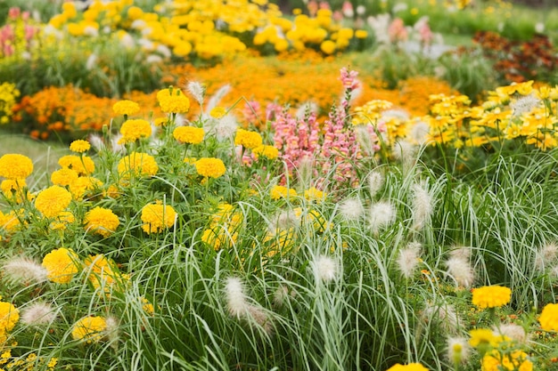 Sommerblumenbeet mit Pennisetumgras, Tagetes und Löwenmäulchen