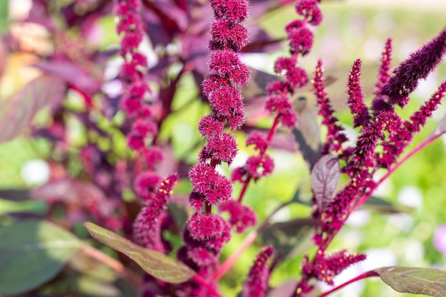 Sommerblumengarten im Garten. Blumen mit Samen von Gemüse-Amaranth. Pflanzen anbauen und pflegen.