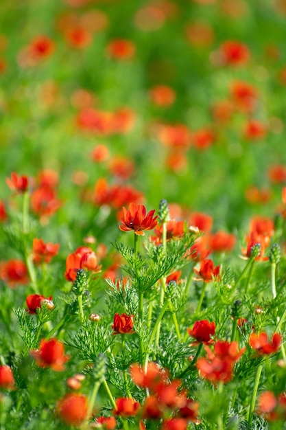 Sommerfasanenauge Adonis aestivalis