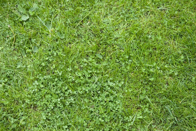 Sommerfeld mit Gras und Blumen als schöner grüner Hintergrund