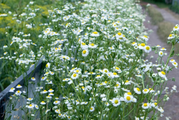 Sommerfeld mit Gras und Blumen kleine Podeste künstlerischer Teilfokus und unscharfer Hintergrund