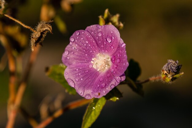 Sommerfeld mit Makroblumen in Nahaufnahmetropfen