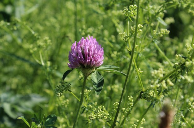 Sommerfeld mit teilweise fokussiertem und unscharfem Hintergrund des Grases und der Blumen