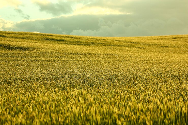 Foto sommerfeld