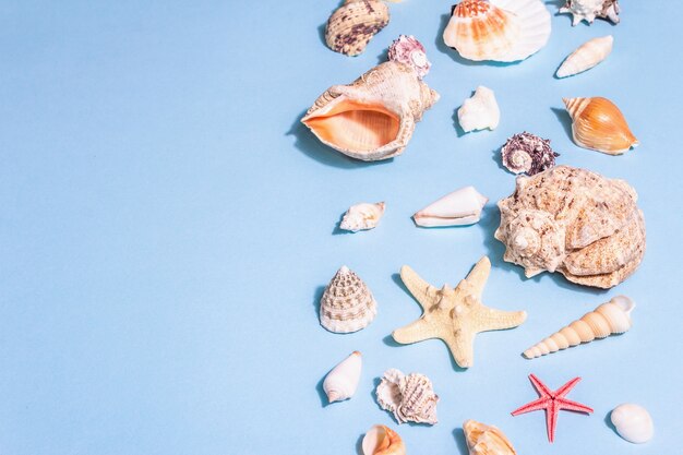 Sommerferienkonzept. Verschiedene Muscheln auf pastellblauem Hintergrund. Ein trendiges hartes Licht, dunkler Schatten, flache Lage, Platz für Text