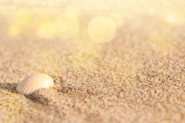 Sommerfoto mit Strandsand und Muscheldekoration