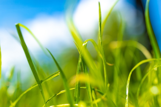 Sommerfrisches Gras im Garten, sonniger Tag, Naturhintergrundfoto