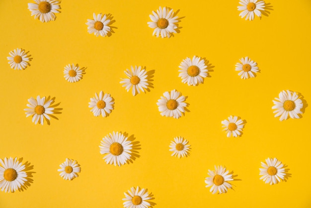 Foto sommergänseblümchen auf gelbem hintergrund. sommerkonzept