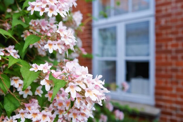 Sommergarten Ein Foto des Gartens im Sommer