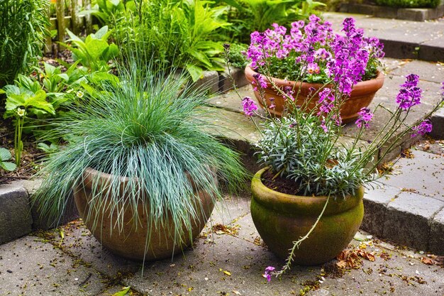 Sommergarten Ein Foto des Gartens im Sommer