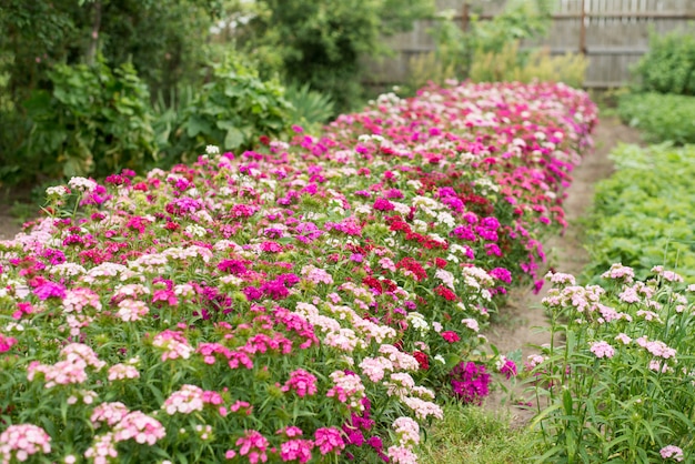 Sommergarten mit blühenden Blumenbeeten. Bunte Blumen im Garten