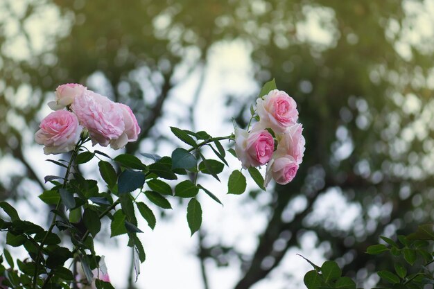 Sommergarten mit englischen Rosen Rosa Doppelrosen namens Eden Rose