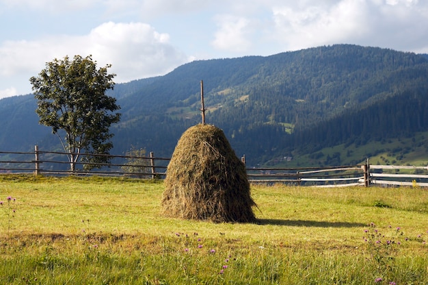 Sommergebirgsgrüne Wiese mit Heuhaufen.