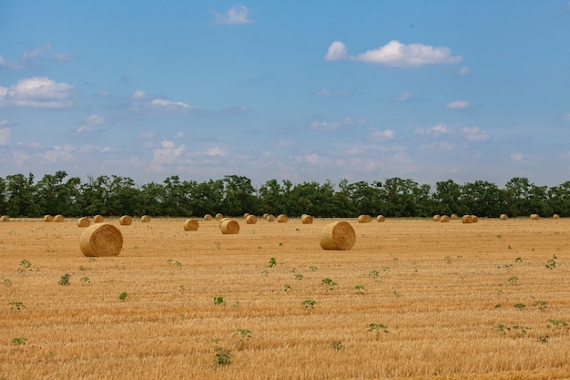 Sommergelbes Feld mit Heuhaufen und blauem Himmel