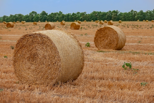 Sommergelbes Feld mit Heuhaufen und blauem Himmel