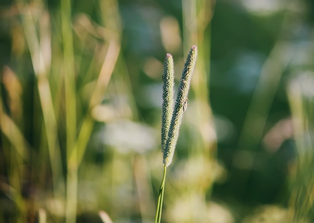 Sommergras im Sonnenlicht