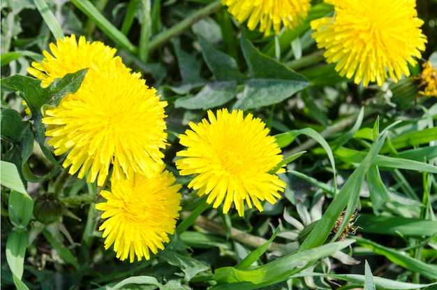 Sommergras und -blumen