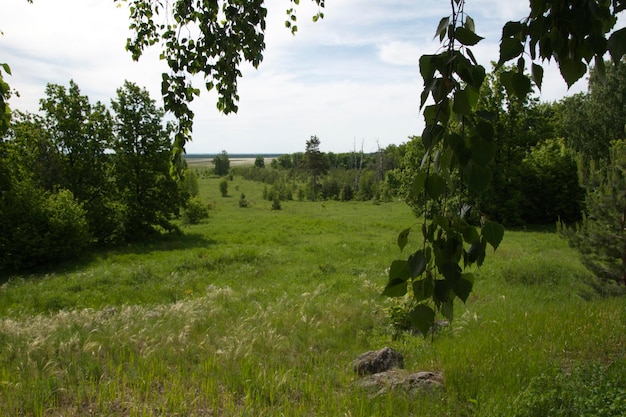 Sommergrüne Wiese in der Nähe des Waldes Uljanowsk