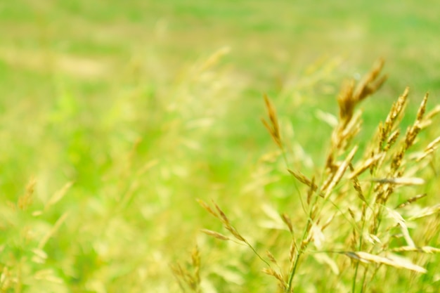 Sommergrüner Hintergrund, gelbes Gras auf der Wiese