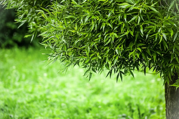 Sommergrüner natürlicher Hintergrund unscharfer Hintergrund des Parks