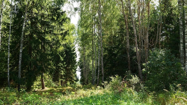 Sommergrüner Wald mit hellem Sonnenlicht.