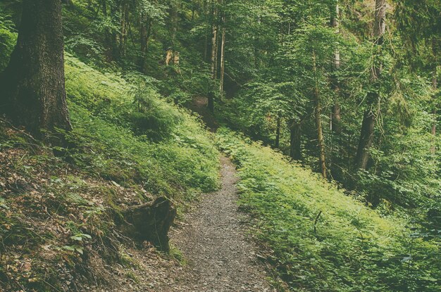 Sommergrüner Wald