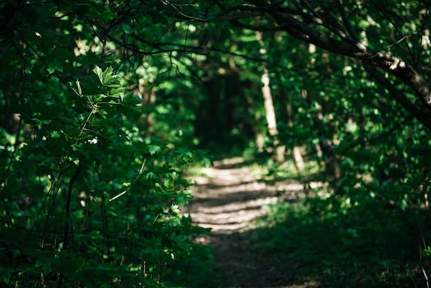 Sommergrüner Wald