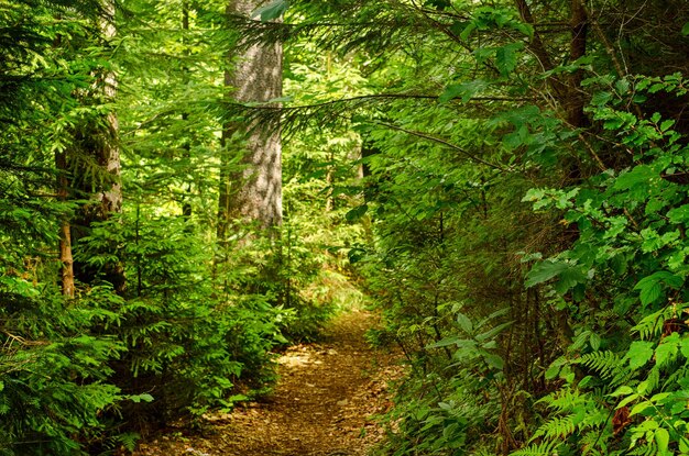 Sommergrüner Wald