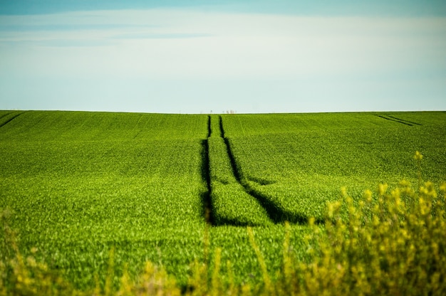 Sommergrünes Landwirtschaftsfeld