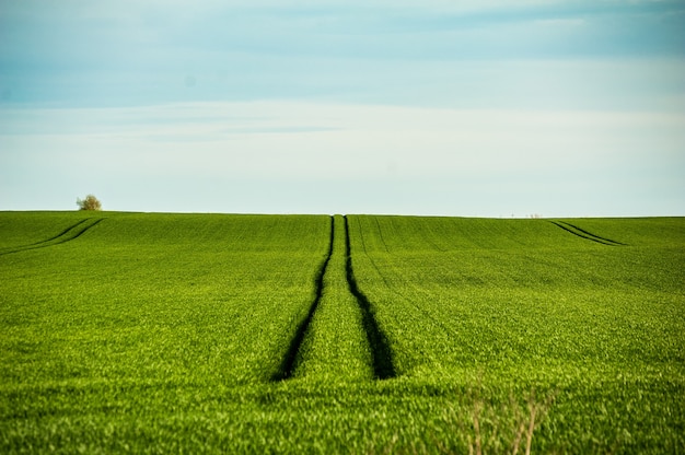 Sommergrünes Landwirtschaftsfeld