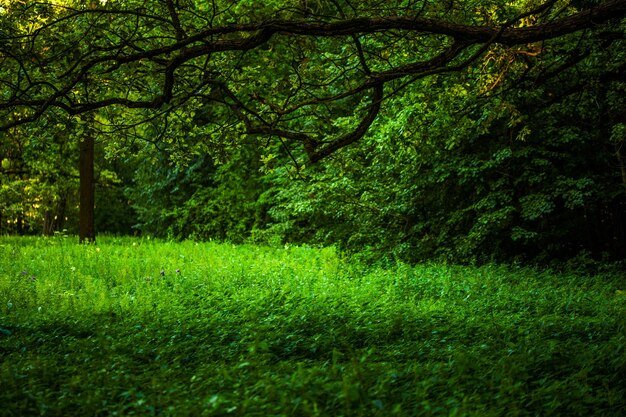 Sommergrünes Wildgras unter langem Eichenzweig mit selektivem Fokus