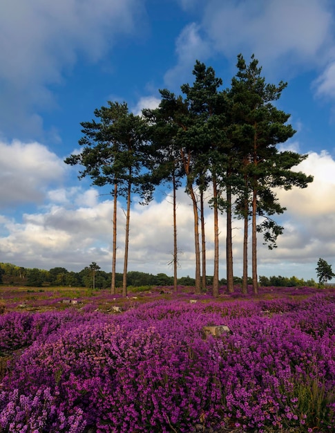 Sommerheide und Pinien