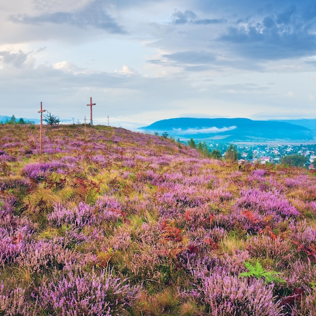 Sommerheideblütenhügel, nebliger Morgenblick auf das Land dahinter und Holzkreuze, Oblast Lemberg, Ukraine