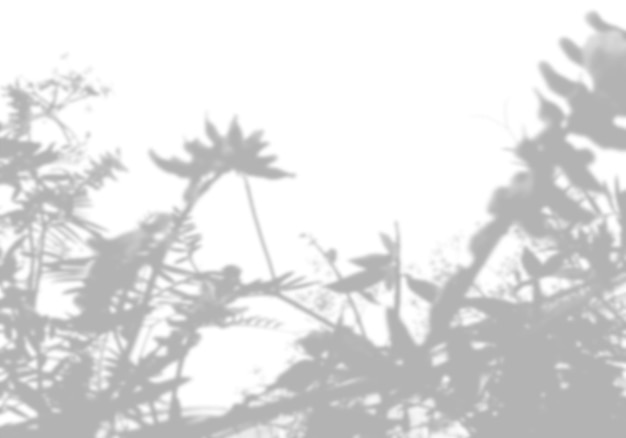 Foto sommerhintergrund aus dem schatten eines feldgraszweigs auf einer weißen wand für foto oder modell