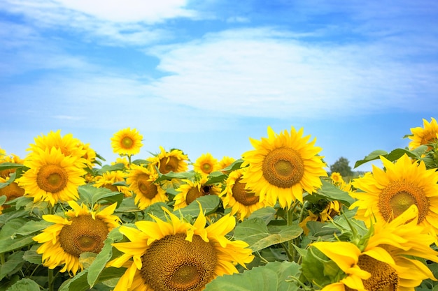 Sommerhintergrund der Sonnenblume auf dem Gebiet