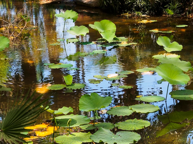 Sommerhintergrund flacher tropischer Teich mit Seerosenblättern in der Sonne