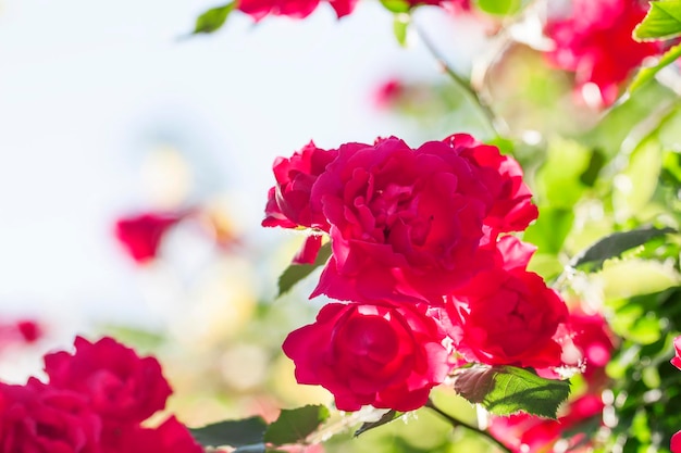 Sommerhintergrund mit blühendem Rosenbusch, selektiver Fokus, flache Schärfentiefe