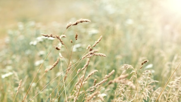 Sommerhintergrund mit grünem Gras und Ährchen des Grases