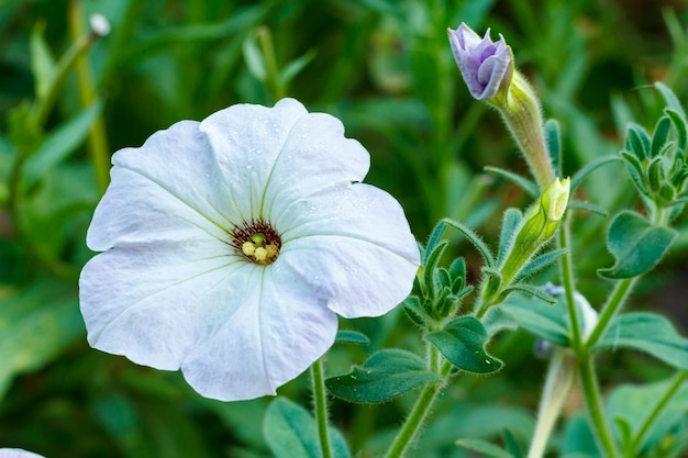 Sommerhintergrund mit Petunienblume im Sonnenlicht