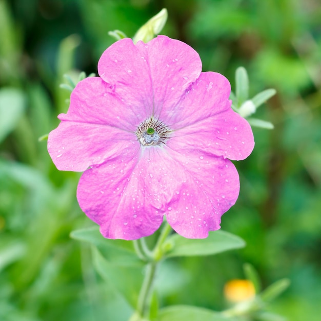 Sommerhintergrund mit Petunienblume im Sonnenlicht