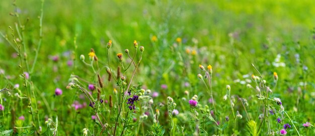 Sommerhintergrund mit wilden Blumen auf der Wiese