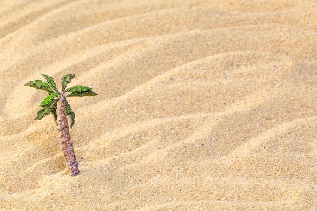Sommerhintergrund Sandstrand mit Kokosnuss in der Wüste Hintergrund mit Kopierbereich zum Hinzufügen von Textnachrichten oder Design-Kunstwerken