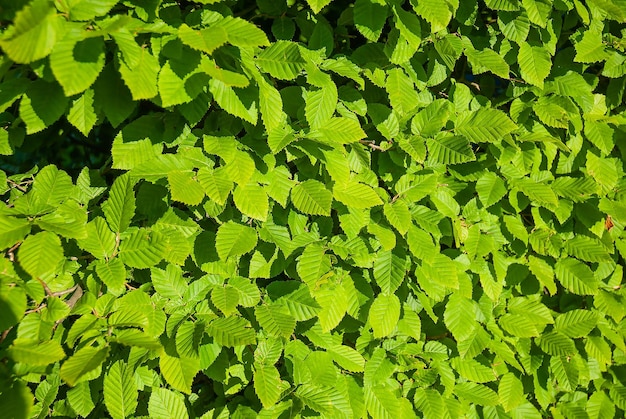 Sommerhintergrund von grünen Blättern