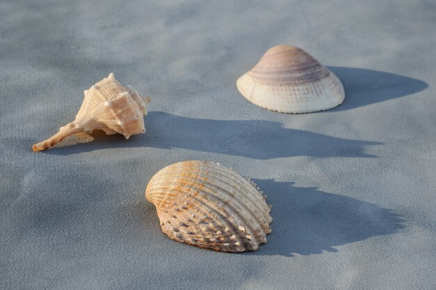 Sommerhintergrund von Muscheln auf grauem Hintergrundsommerkonzept