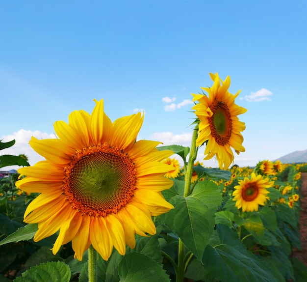 Sommerkonzept, helle gelbe Sonnenblumen der Nahaufnahme auf einem Gebiet