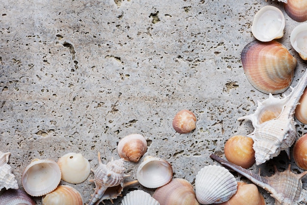 Sommerkonzept. Muscheln auf dem hellen Marmorhintergrund. Ansicht von oben nach unten mit Kopierraum für Text